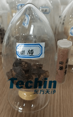 山楂国产香蕉视频前后
