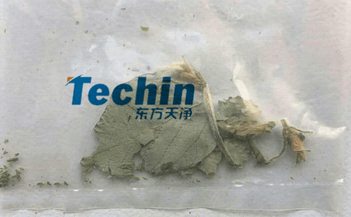 干黄豆叶国产香蕉视频前